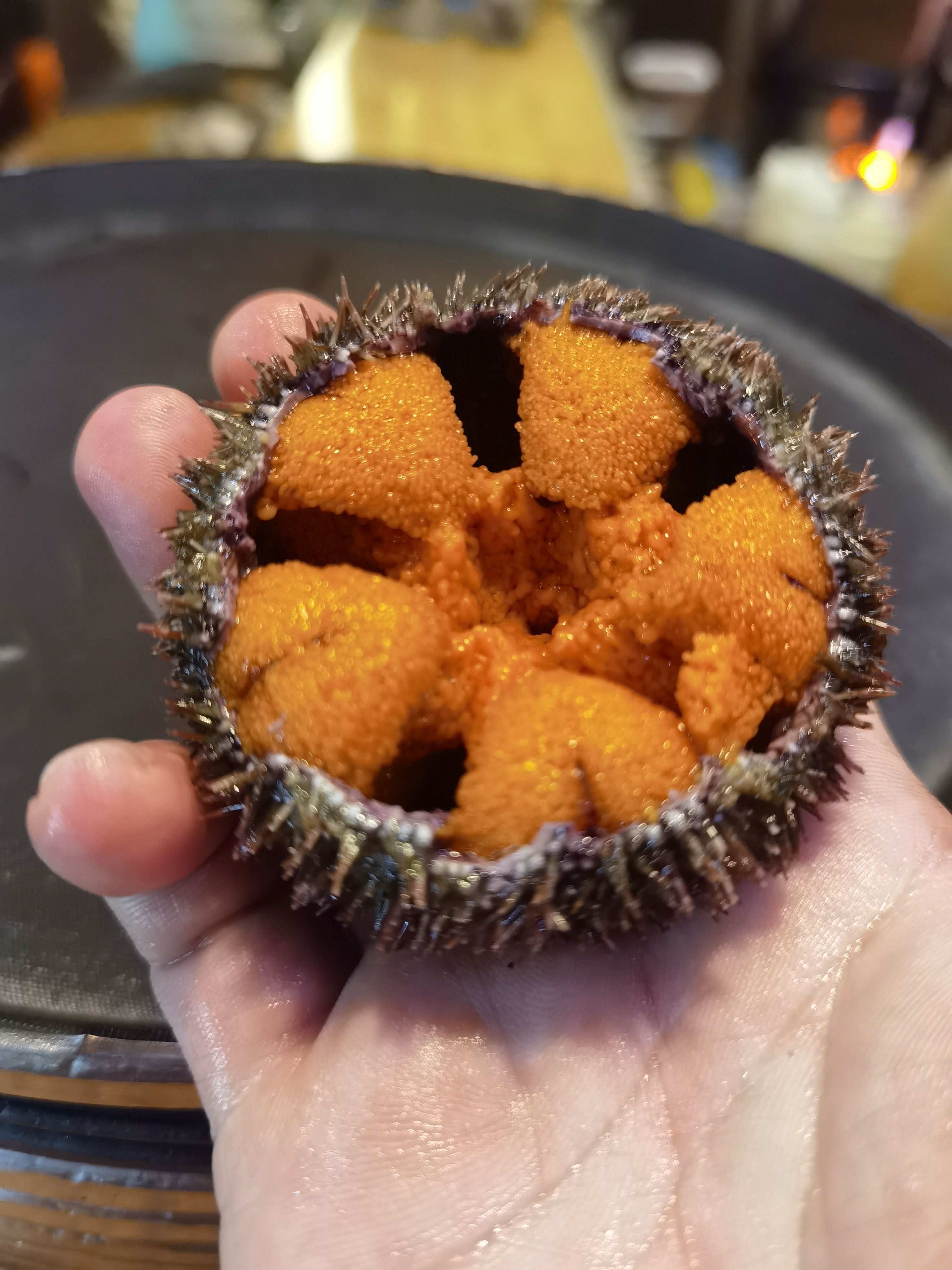海底海胆海星视频下载-(海底世界视频mp4下载)