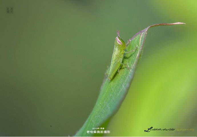 创造蝗虫世界全集下载(创造蝗虫世界全集下载百度网盘)